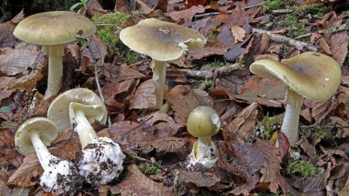 Plusieurs amanite phalloide, le champignon le plus mortel