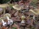 Plusieurs amanite phalloide, le champignon le plus mortel