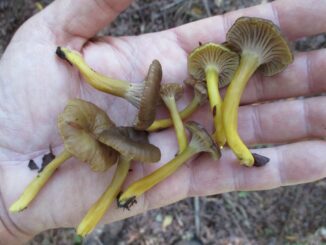 Groupe de chanterelles en tube