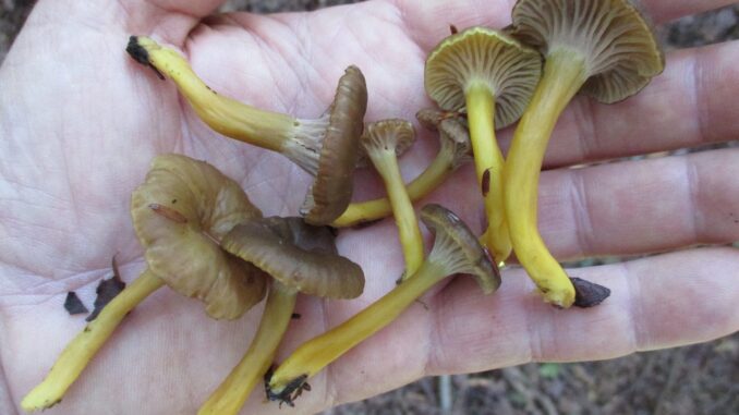 Groupe de chanterelles en tube