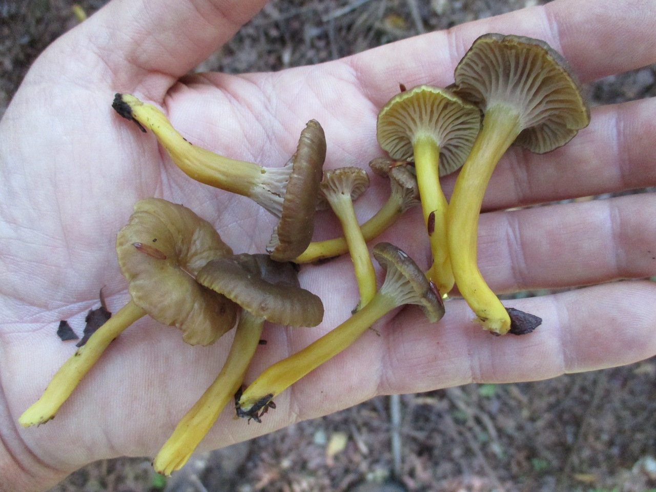 Où trouver des chanterelles ? Chasseurs de champignons