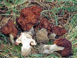 Plusieurs fausses morilles, le champignon qui ressemble à la morille.
