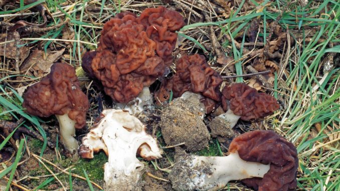 Plusieurs fausses morilles, le champignon qui ressemble à la morille.