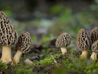 morilles