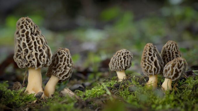 morilles