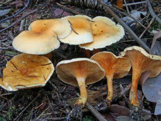 Plusieurs fausses girolles, le champignon qui ressemble à la girolle.