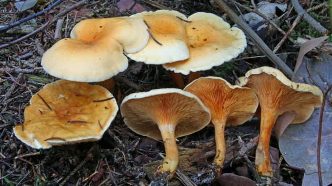 Plusieurs fausses girolles, le champignon qui ressemble à la girolle.