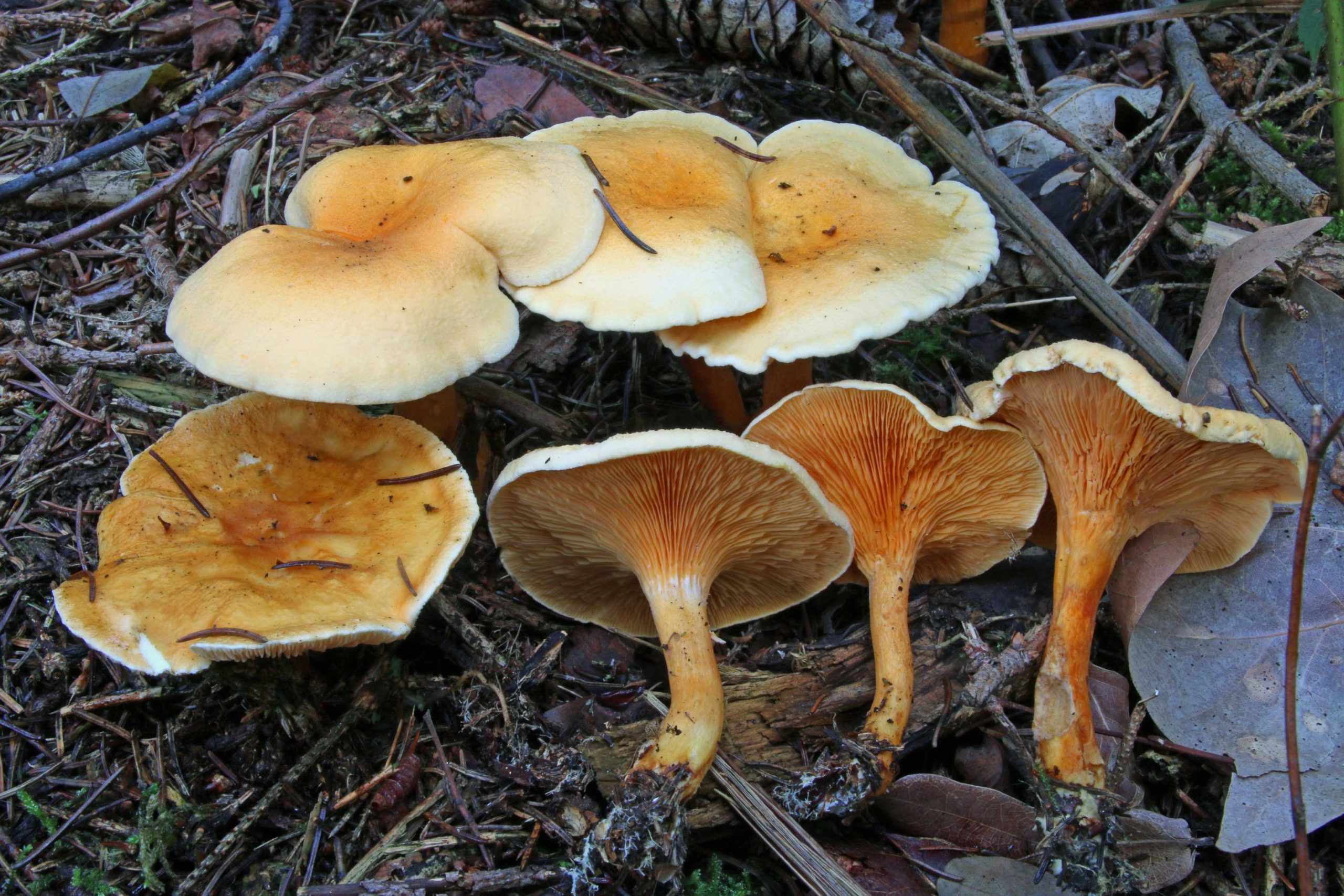 Fausse girolle ou fausse chanterelle Chasseurs de champignons