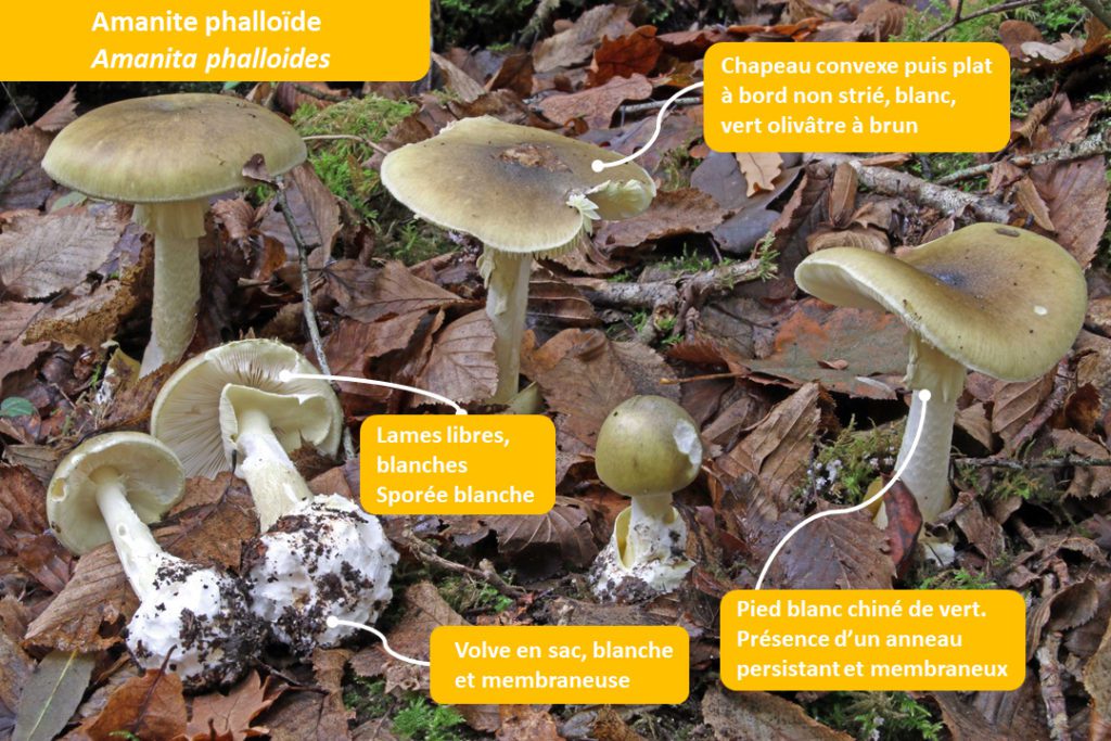 Une planche d'identification de l'amanite phalloïde créée par Guillaume Eyssartier