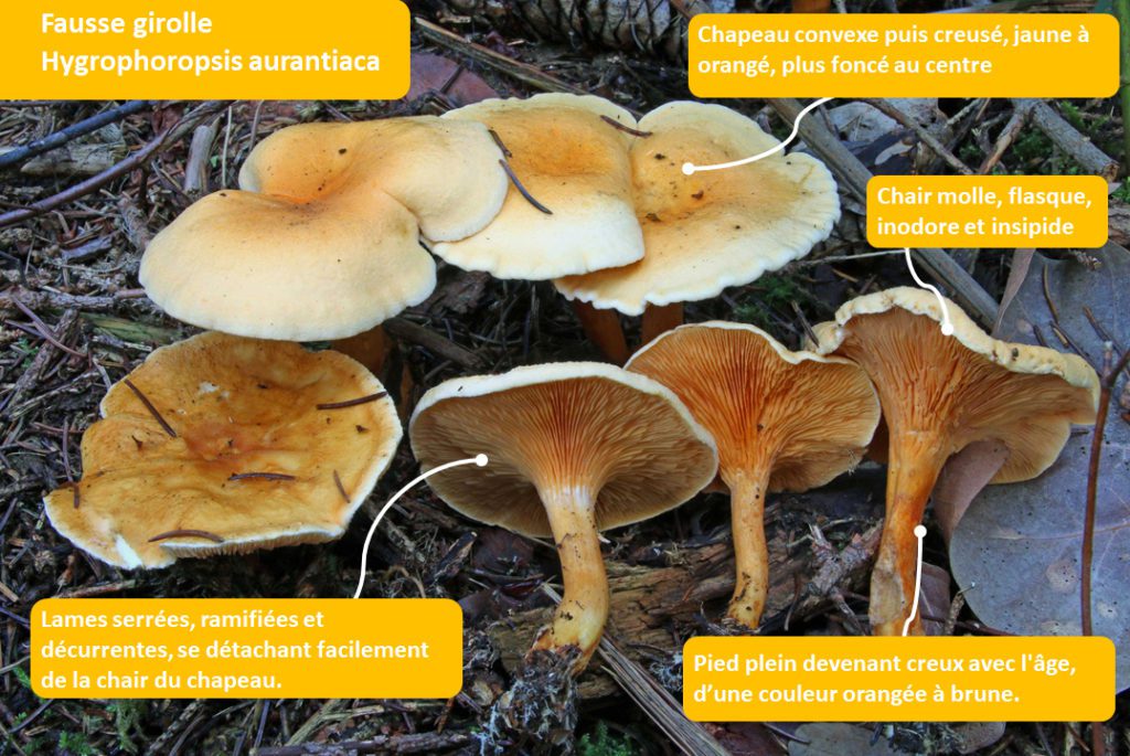 Image de fausse girolle ou fausse chanterelle