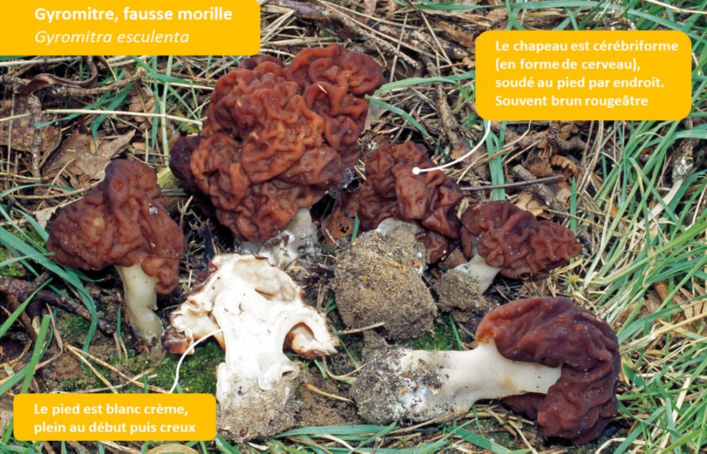 Une planche d'identification de la fausse morille ou gyromitre créée par Guillaume Eyssartier