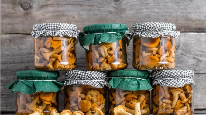 conserve de girolles