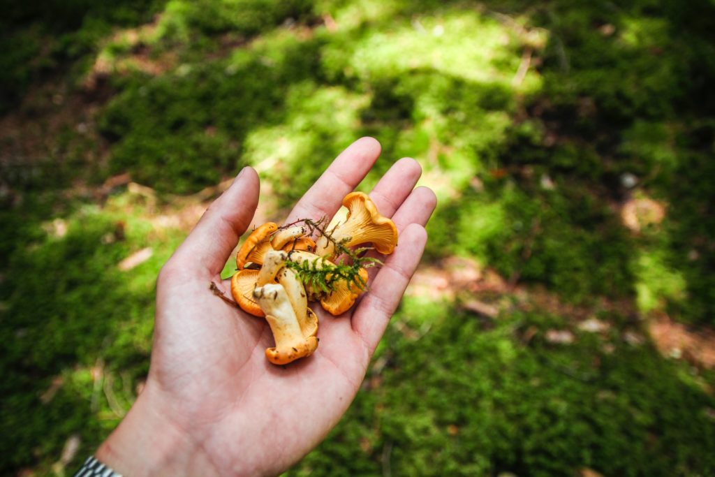 Il trouve des girolles en forêt.