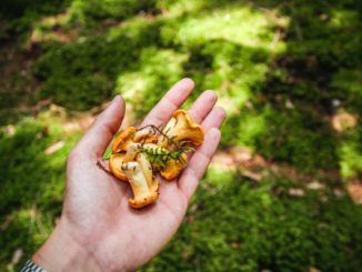 Il trouve des girolles en forêt.