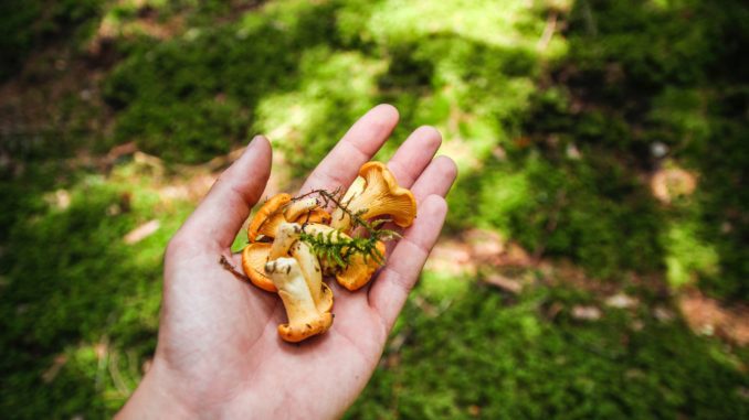 Il trouve des girolles en forêt.