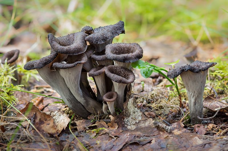 trompette de la Un groupe de trompettes de la mort sur le sol, dans la forêtmort