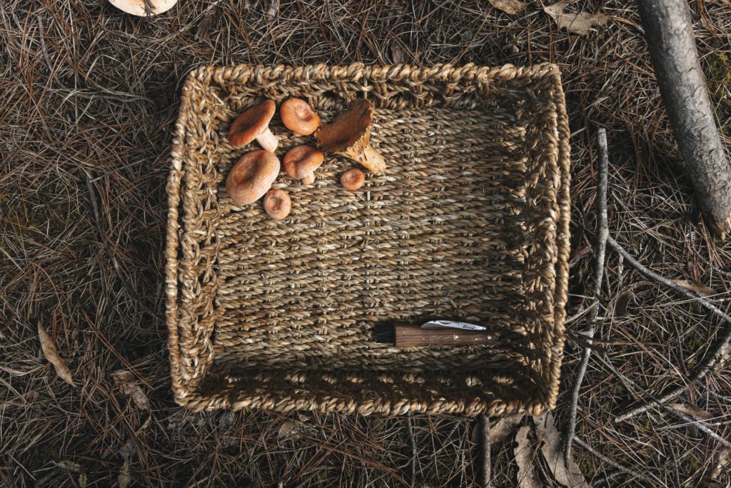 Un panier de champignon plat contenant des champignons sauvages et un couteau, en pleine forêt.