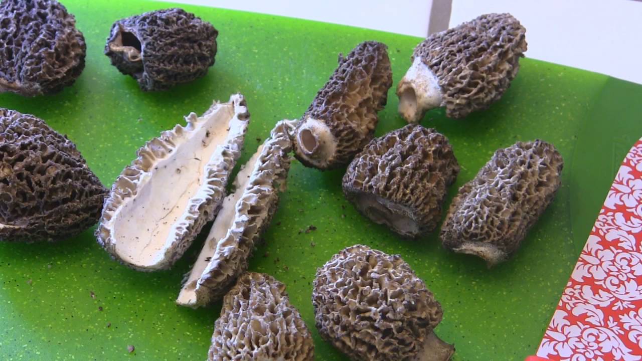 Brosse Champignons HOFMEISTER - Nettoyage Doux Légumes En Bois