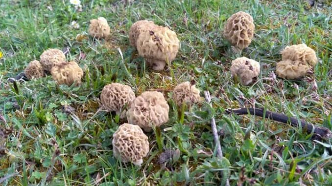 Des morilles blondes dans l'herbe, au pied d'un frêne