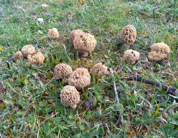 Des morilles blondes dans l'herbe, au pied d'un frêne