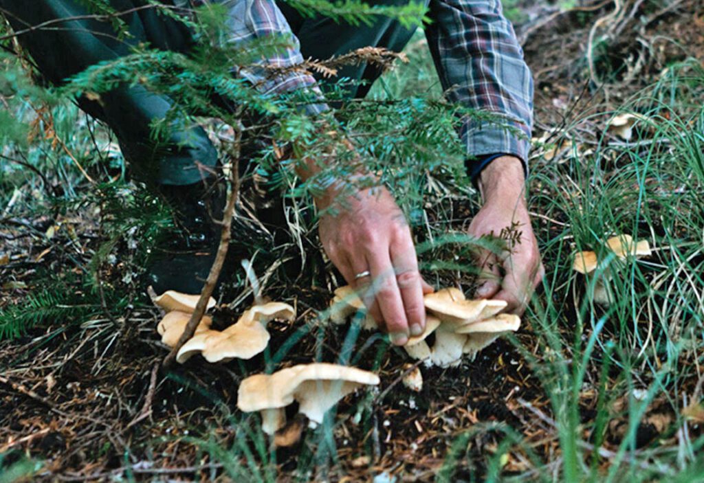Un homme entrain de couper des champignons en forêt
