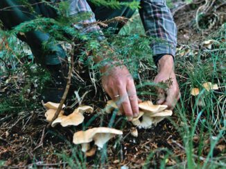 un homme ramasse des champignons