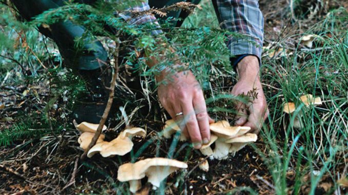 un homme ramasse des champignons
