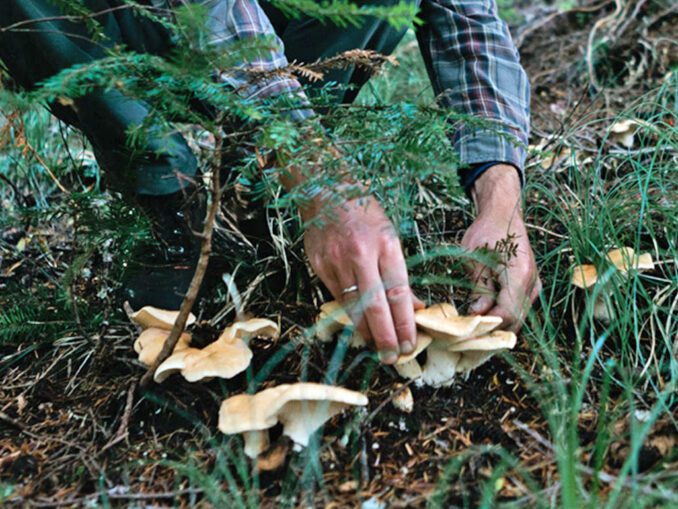 La lune influencetelle les champignons ? Chasseurs de champignons — free download