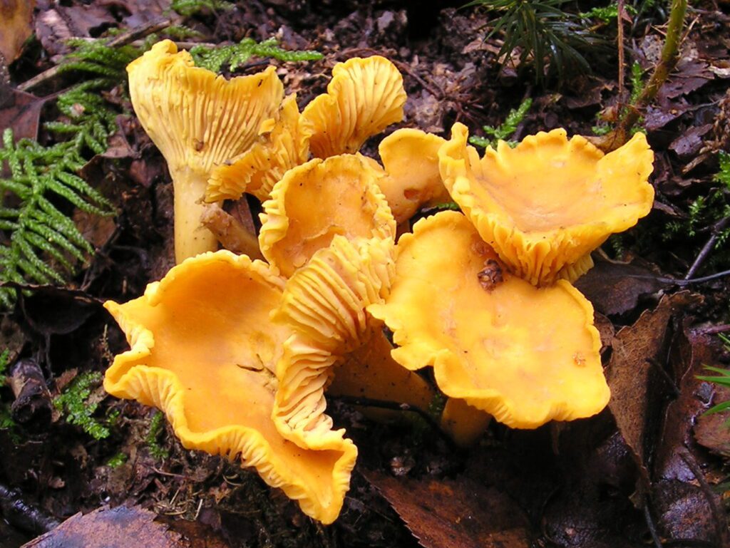 Apprendre à cueillir les girolles. Voici un groupe de girolles en forêt.