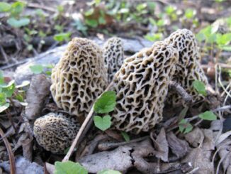 Photos de Gzirk - Un groupe de morilles communes