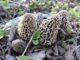 Photos de Gzirk - Un groupe de morilles communes