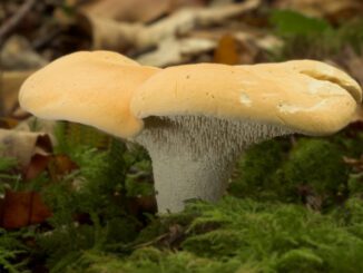 un pied de mouton dans la mousse
