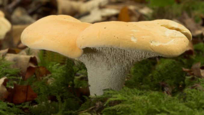 un pied de mouton dans la mousse