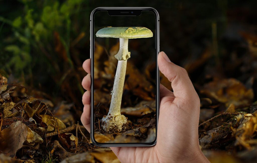 une application d'identification de champignons 