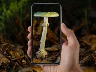 une application d'identification de champignons