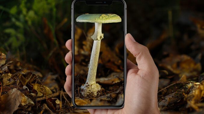une application d'identification de champignons