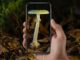 une application d'identification de champignons