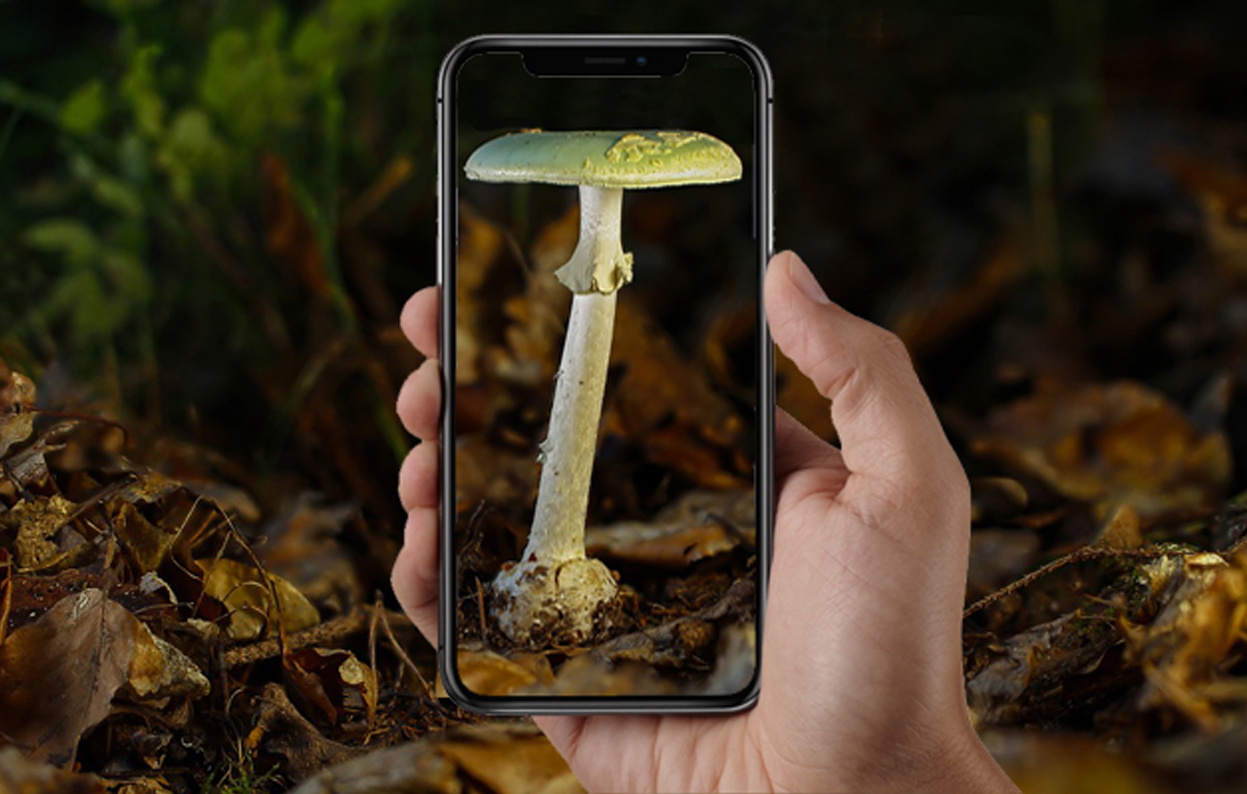Quelle Application Gratuite Pour Reconnaitre Les Champignons Faut-il utiliser les applications d'identification de champignons ? -  Chasseurs de champignons