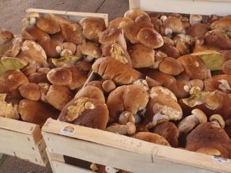 Vente de cèpes sur les marchés