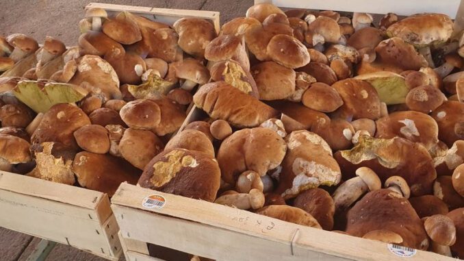 Vente de cèpes sur les marchés