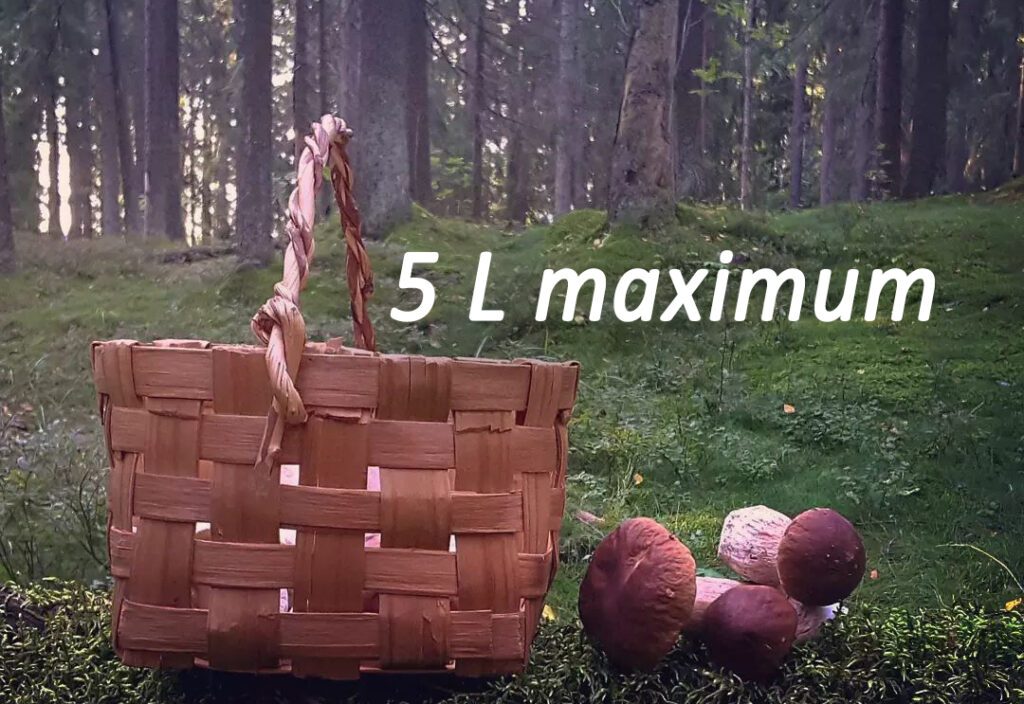 Un panier et quelques cèpes (Boletus edulis) posés dans l'herbe.