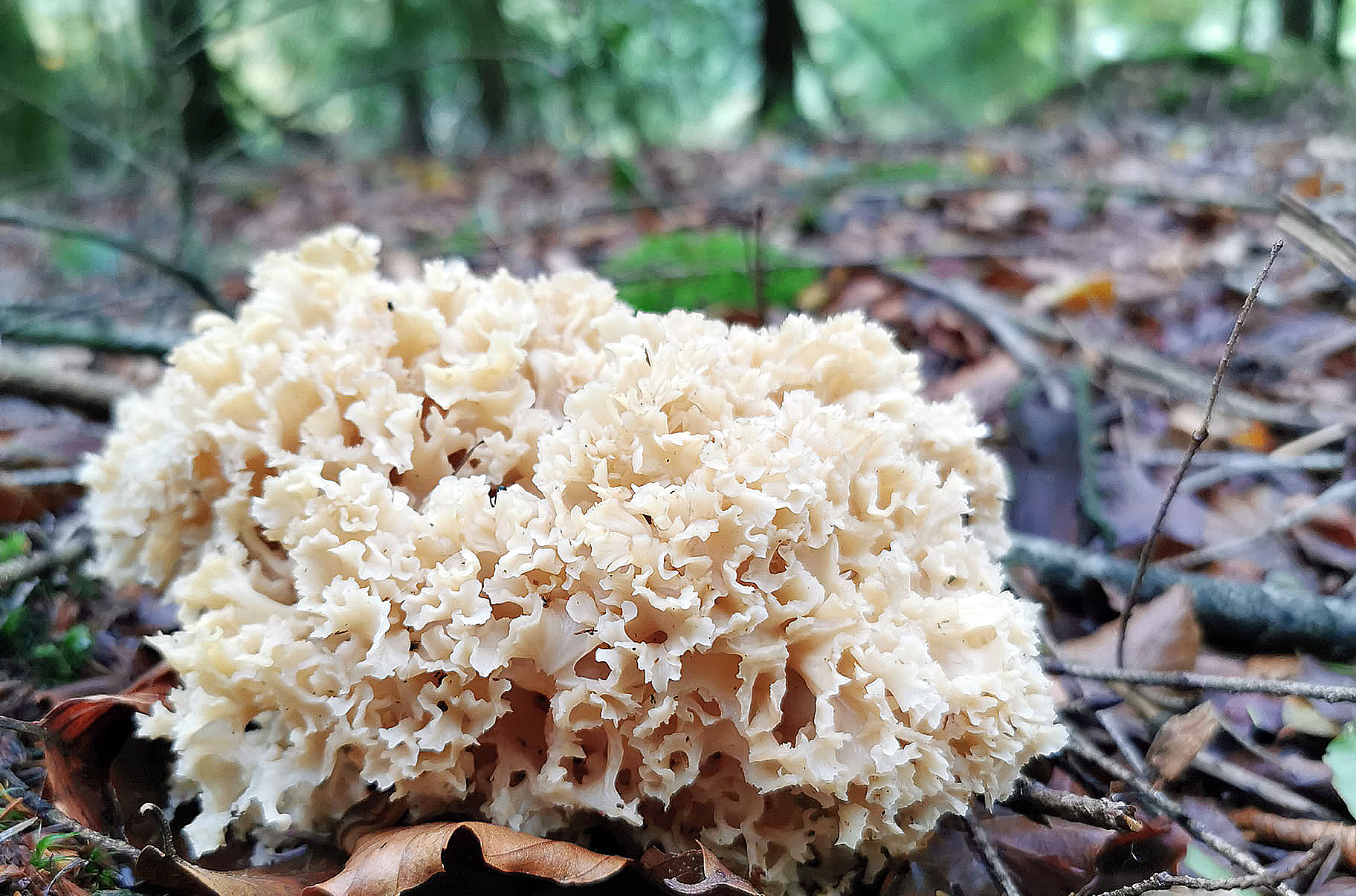 https://www.chasseursdechampignons.com/blog/wp-content/uploads/2021/11/sparassis-crispa.jpg