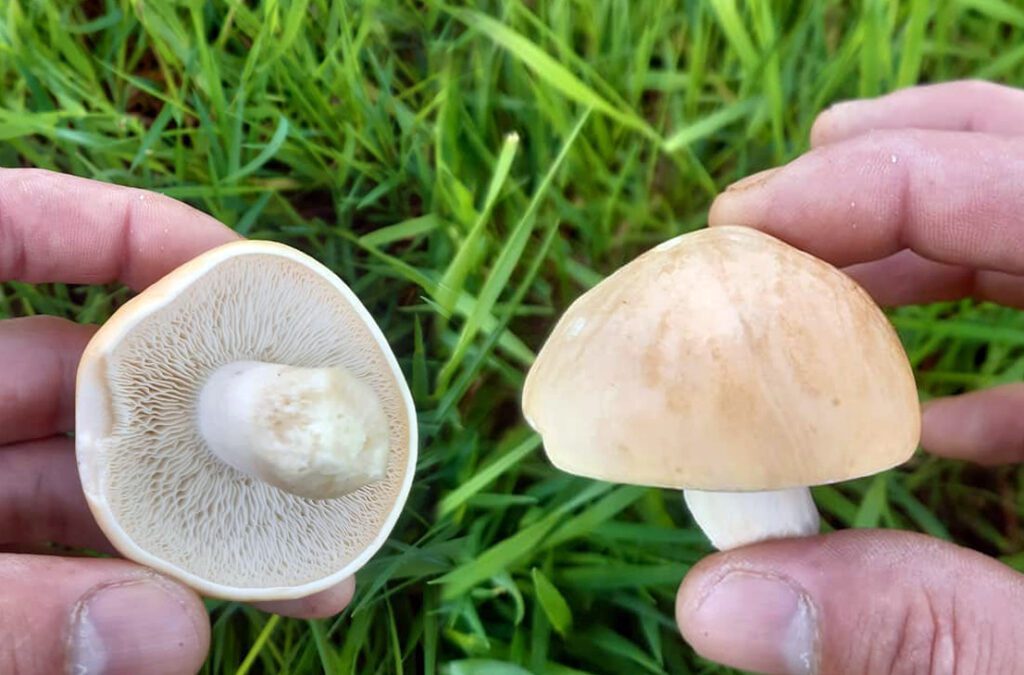 Tricholome de la Saint Georges (Calocybe gambosa)