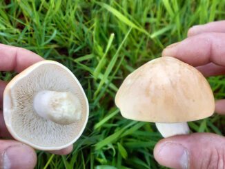 Tricholome de la Saint-Georges