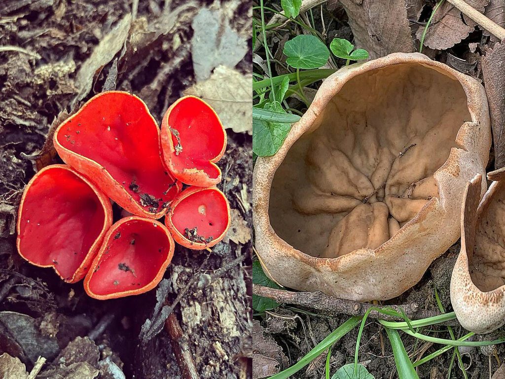 Deux pézizes pour trouver des morilles : la pézize veinée ou Oreille de cochon (Disciotis venosa) ainsi que la Pézize écarlate (Sarcoscypha coccinea)