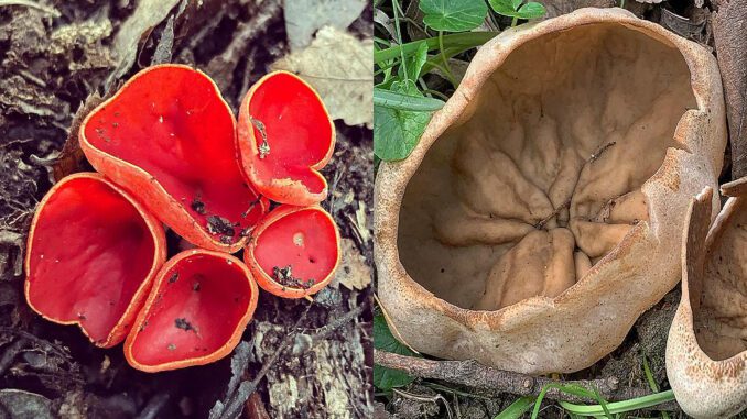 Deux pézizes pour trouver des morilles : la pézize veinée ou Oreille de cochon (Disciotis venosa) ainsi que la Pézize écarlate (Sarcoscypha coccinea)