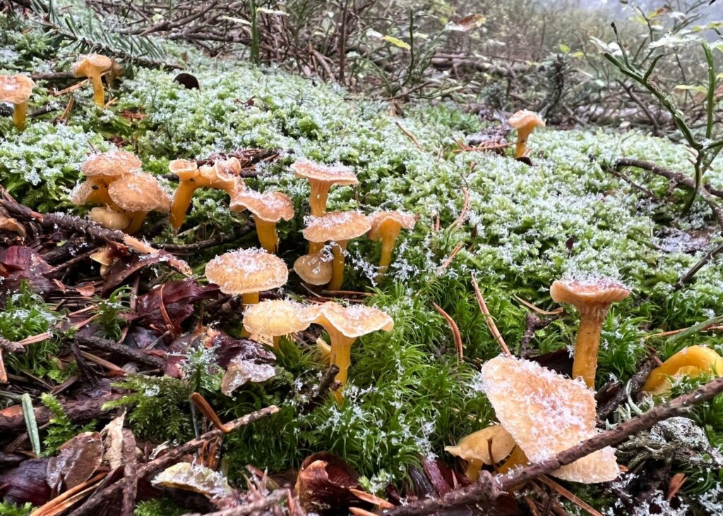 Un groupe de chanterelles gelées, sous la neige.