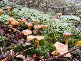 Un groupe de chanterelles gelées, sous la neige.