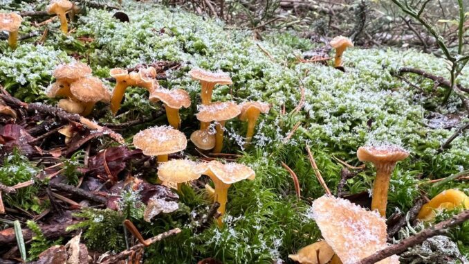 Un groupe de chanterelles gelées, sous la neige.