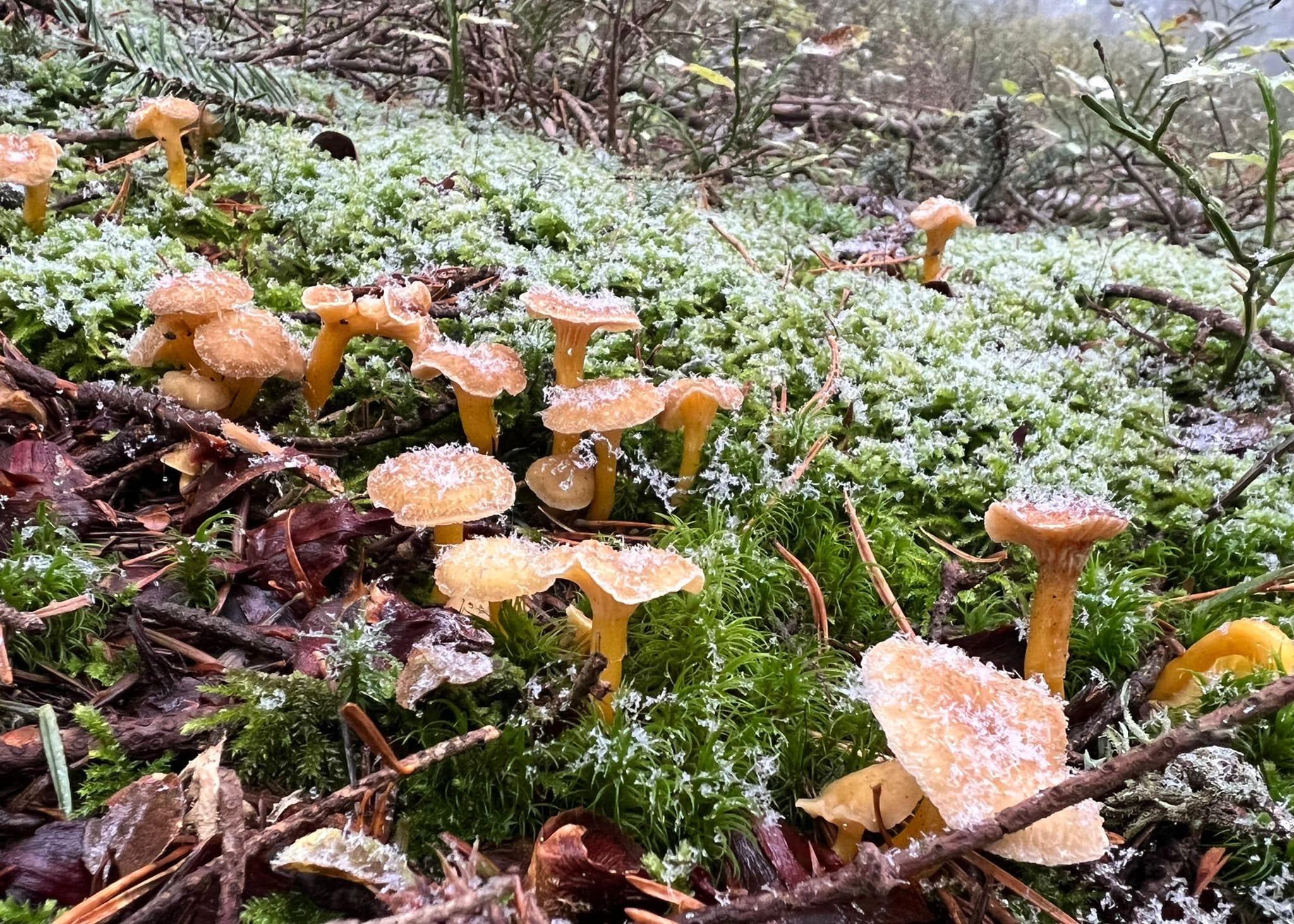 Peut-on ramasser les champignons après la pluie ?
